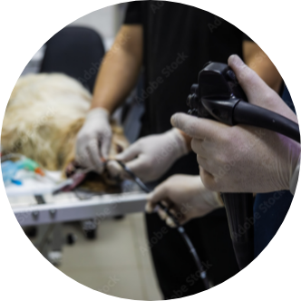 Introducing Endoscopes to Veterinary Clinics